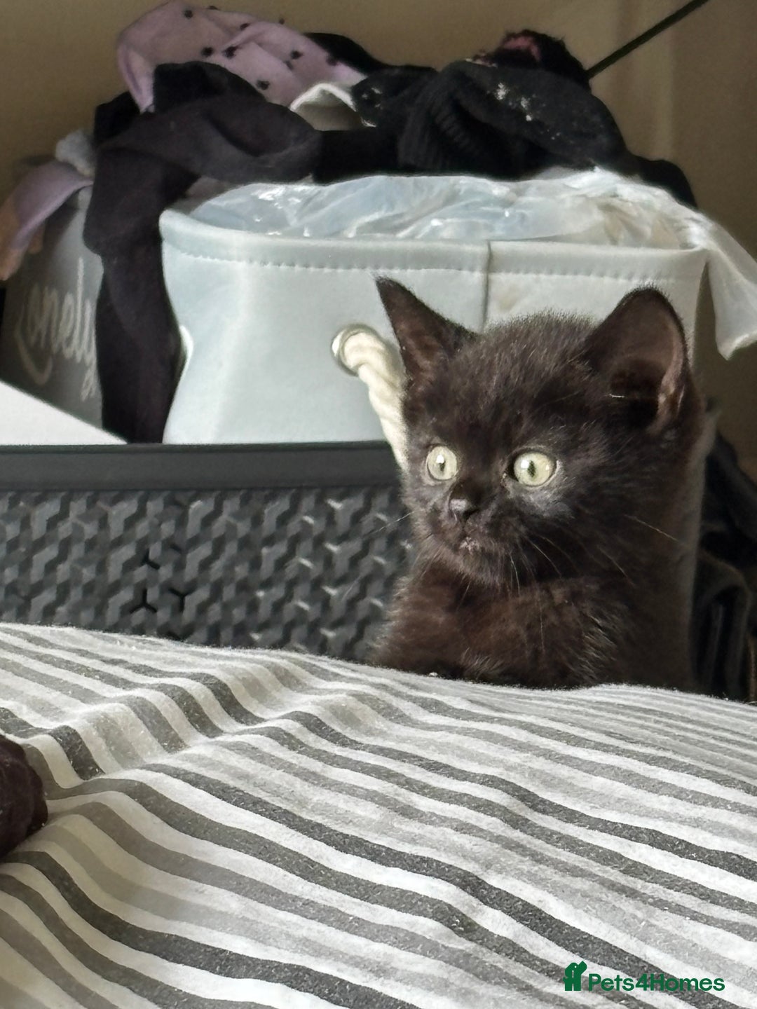 British Shorthair cats for sale: BSH kittens black ready now  - Image 2
