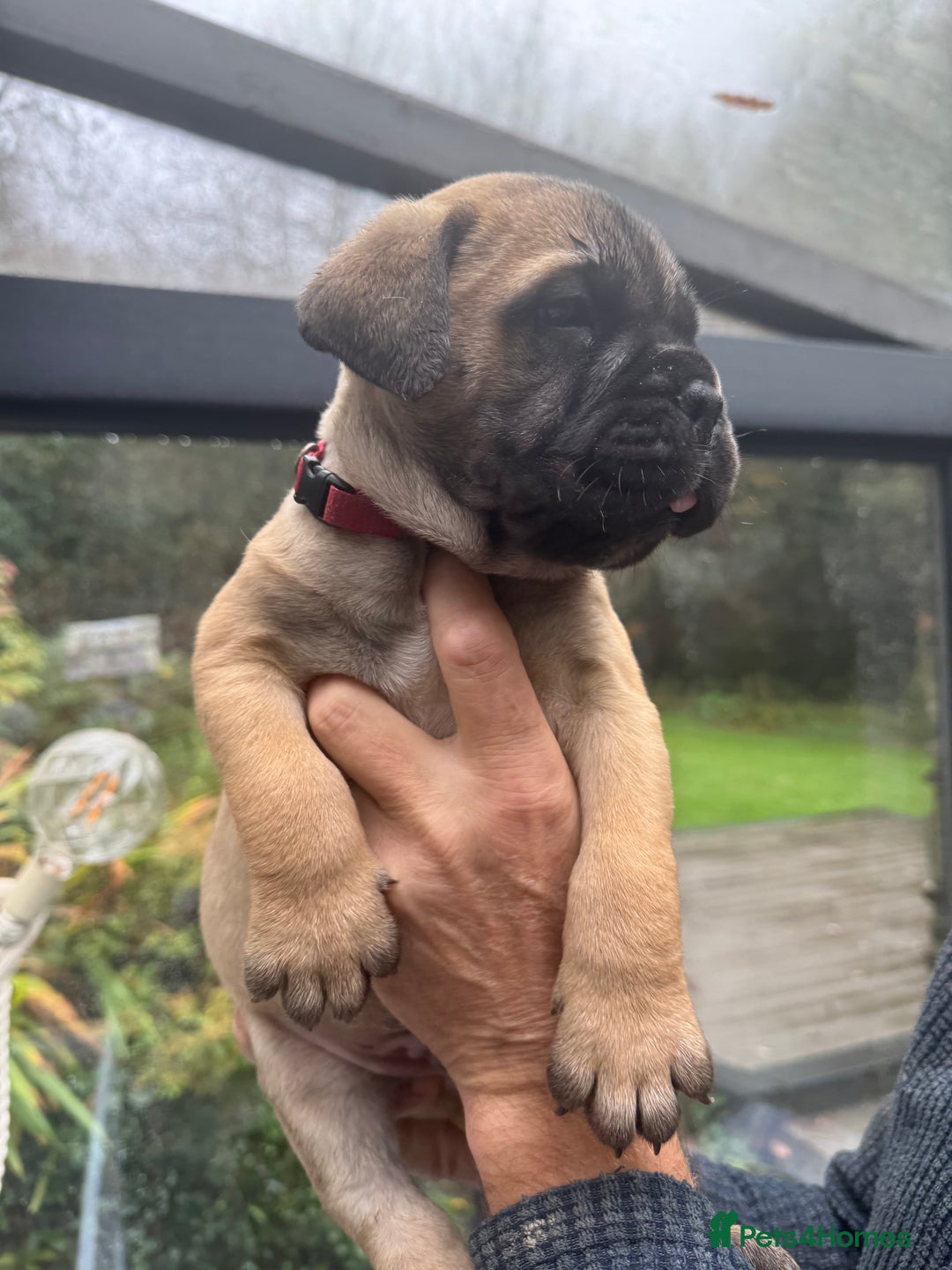 Bullmastiff dogs for sale: Beautiful Pedigree Puppies - Image 2