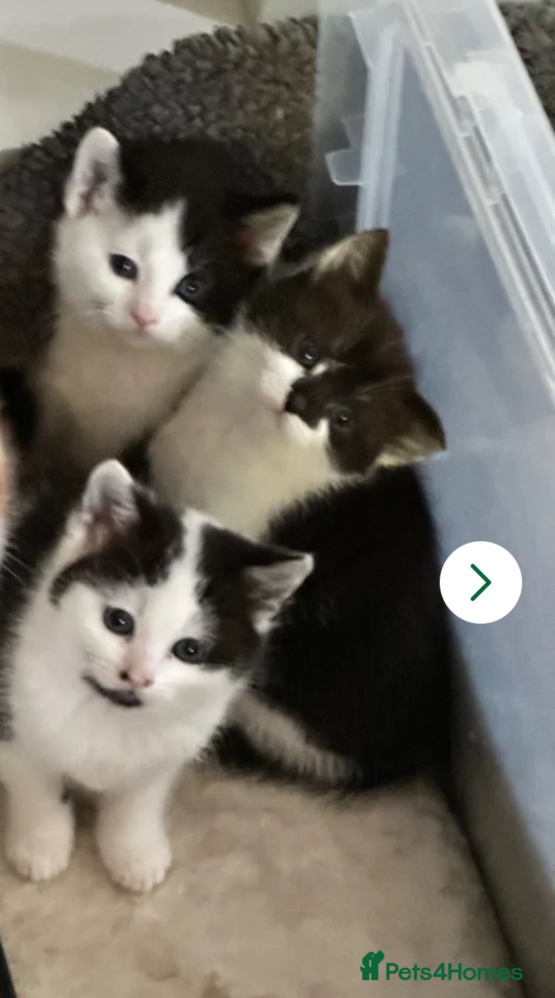 Mixed Breed cats 3 Beautiful fluffy kittens  - Advert 13