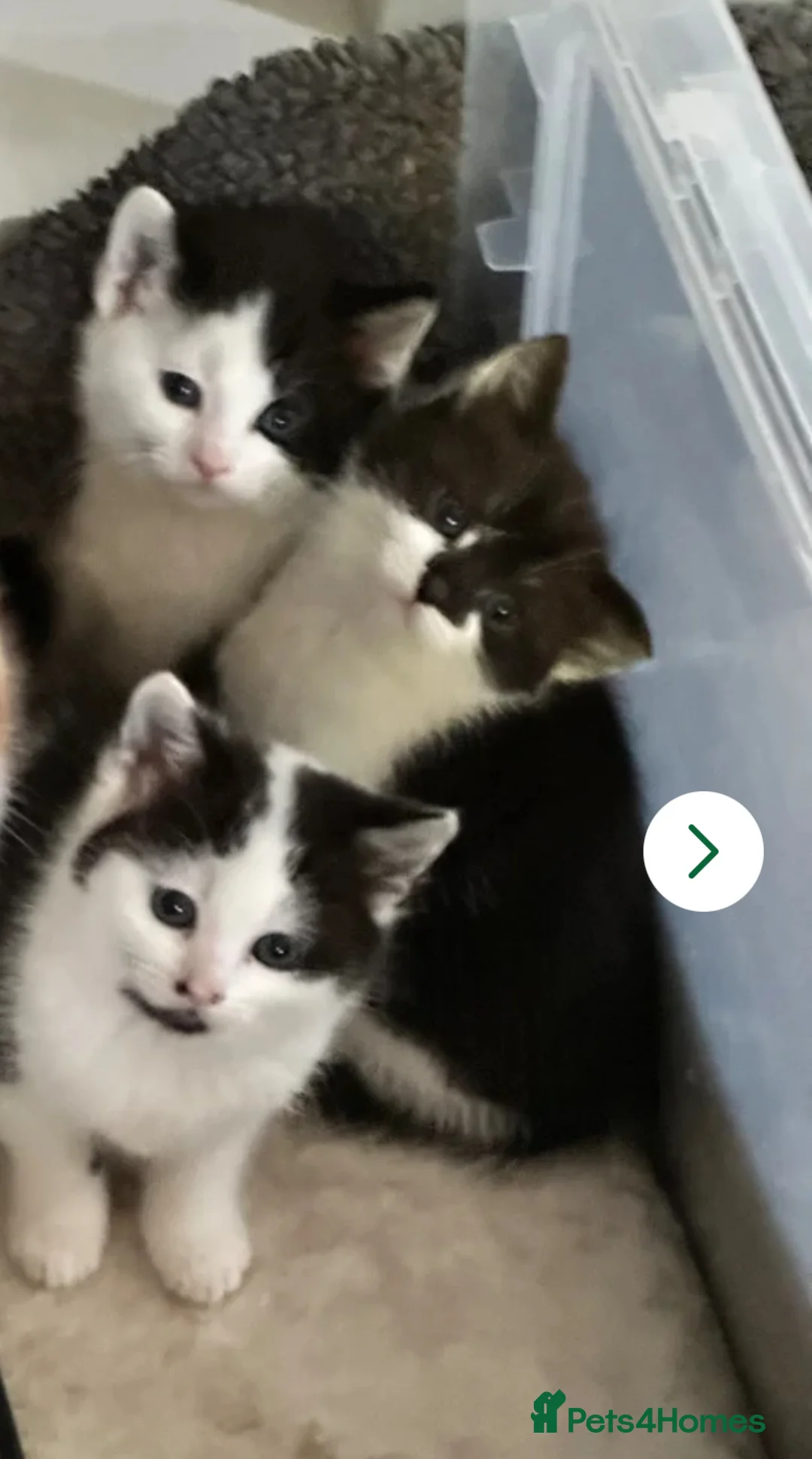 Mixed Breed cats for sale: 3 Beautiful fluffy kittens  - Advert 1