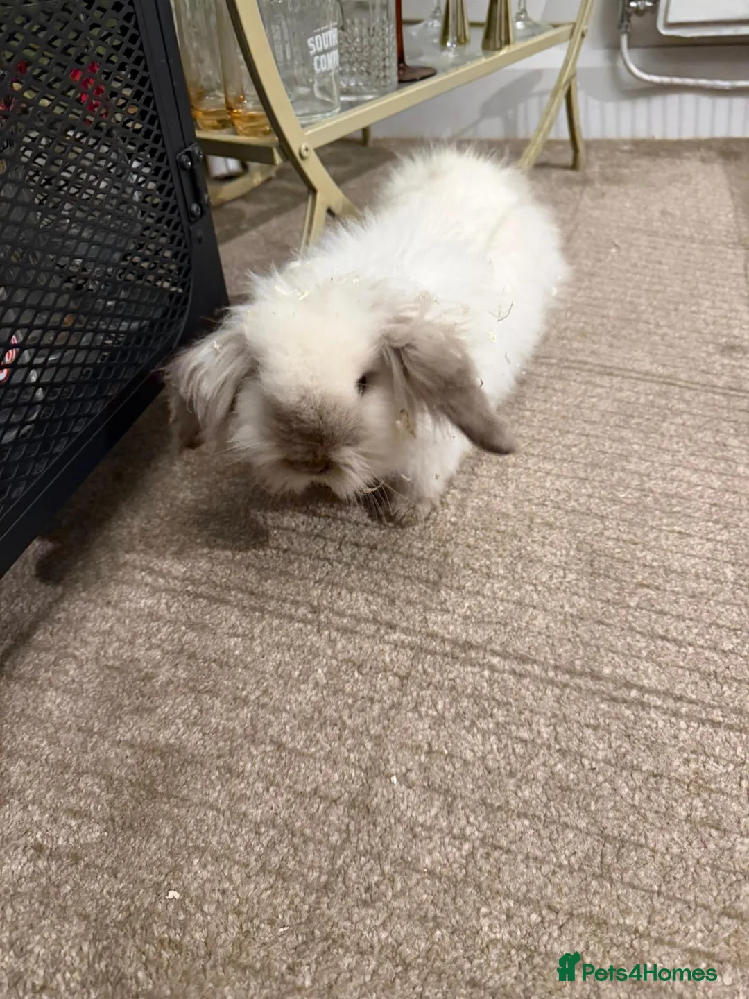 Mini Lion Lop rabbits for sale: 2 mini lion lop  - Advert 2