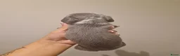 Miniature Dachshund dogs for sale: Blue dapple daxies beautiful colours - Advert 11