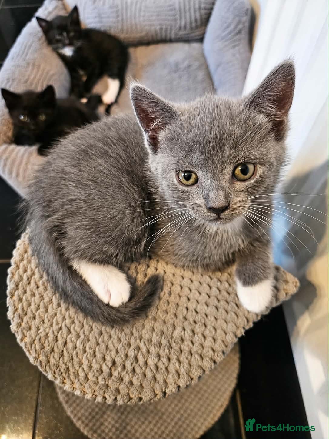 Mixed Breed cats 5 beautiful mixed with British shorthair  - Advert 2