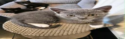 Mixed Breed cats for sale: 5 beautiful mixed with British shorthair  - Advert 2