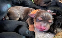 Cocker Spaniel dogs for sale: 🐾 Adorable Cocker Spaniel Puppies - Ready Soon!🐾 - Advert 15