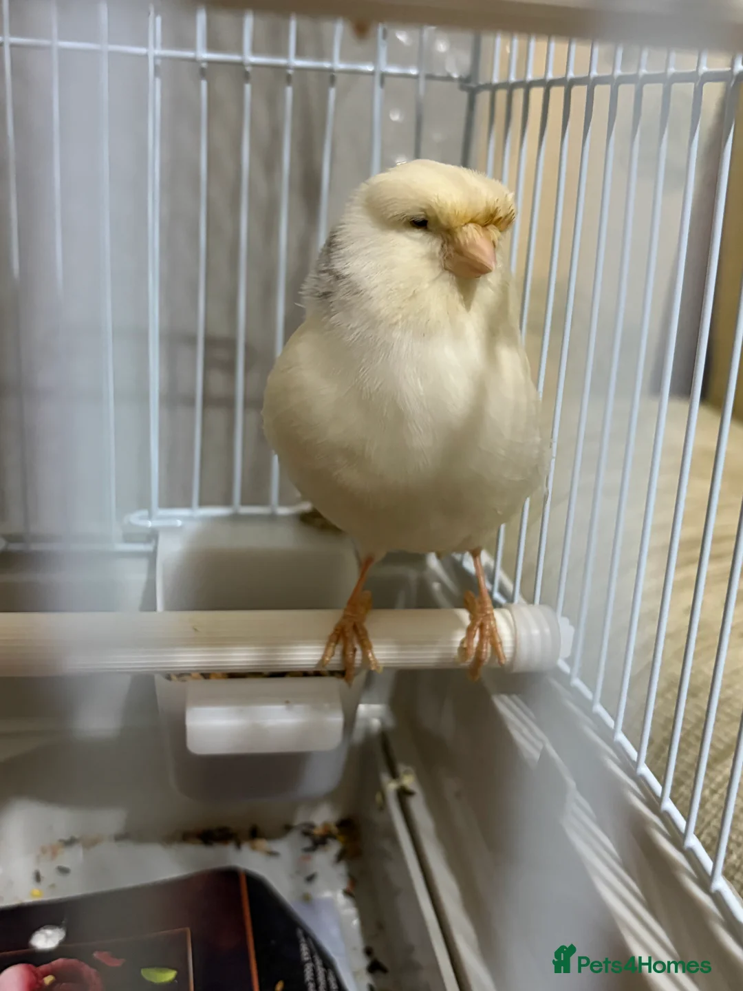 Canaries birds for sale: Mix selection of canaries Norwich/Border  - Advert 6