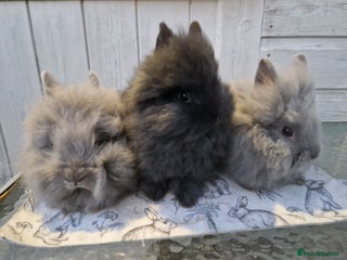 Lionhead rabbits Purebred Lionhead Baby Rabbits - Advert 2