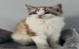 Ragdoll cats for sale: Active Tica Champion blood Ragdoll kittens - Image 2