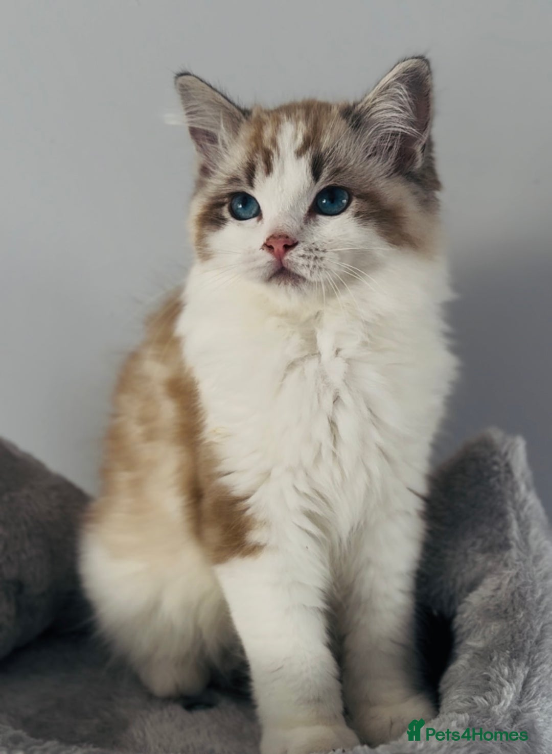 Ragdoll cats for sale: Active Tica Champion blood Ragdoll kittens - Image 2