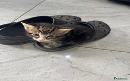 British Shorthair cats for sale: Stripped British shorthair kittens - Image 12