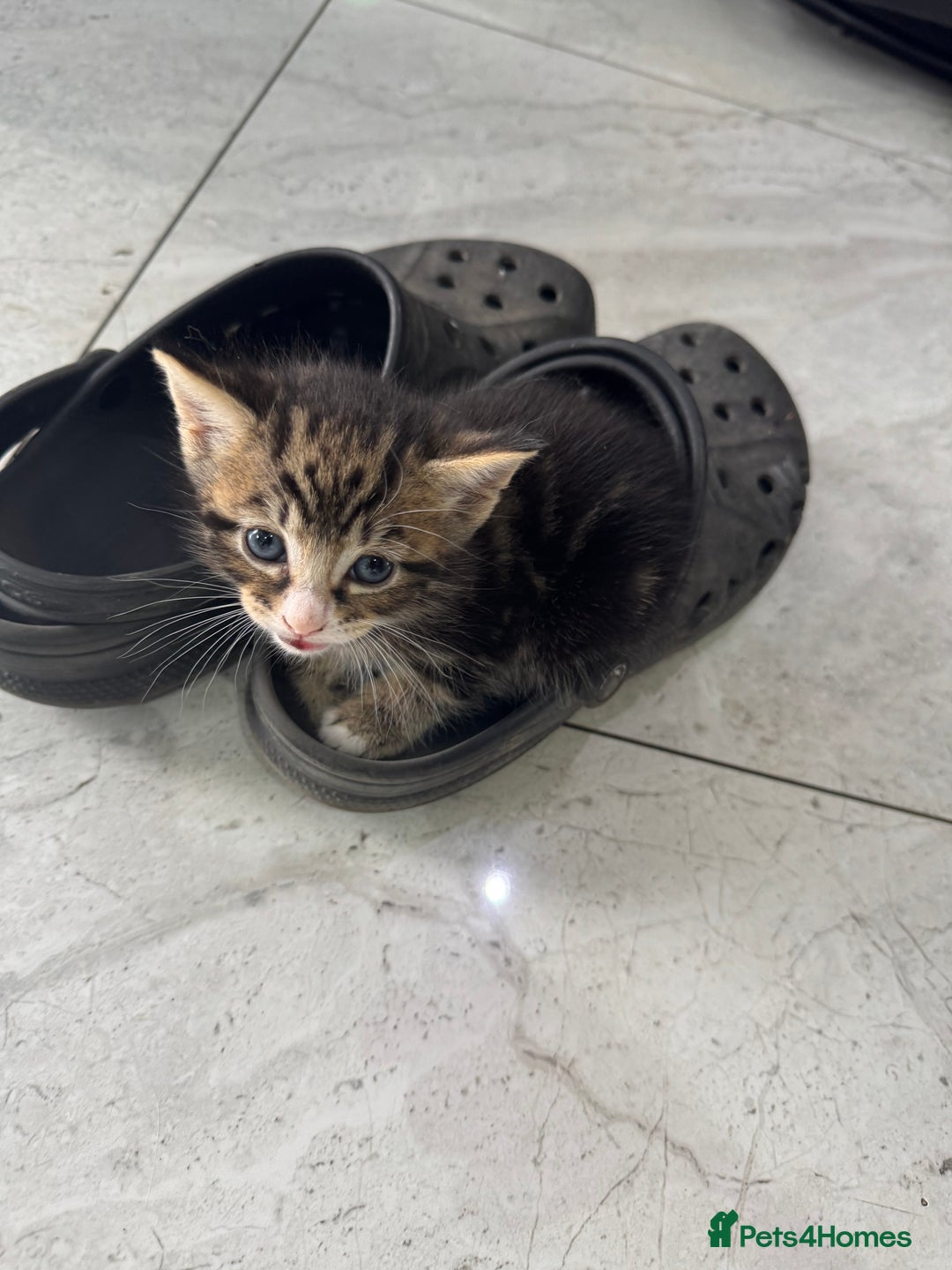 British Shorthair cats for sale: Stripped British shorthair kittens - Image 12