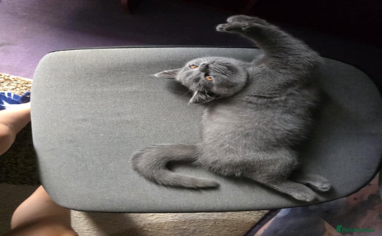 British Shorthair cats - Advert 5