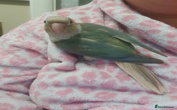 Conures birds for sale: Handreared conures - Image 6