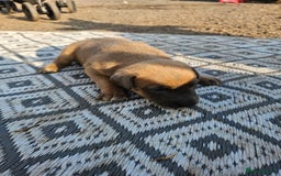 Mixed Breed dogs for sale: Belgian malinois/ border collie  - Image 10
