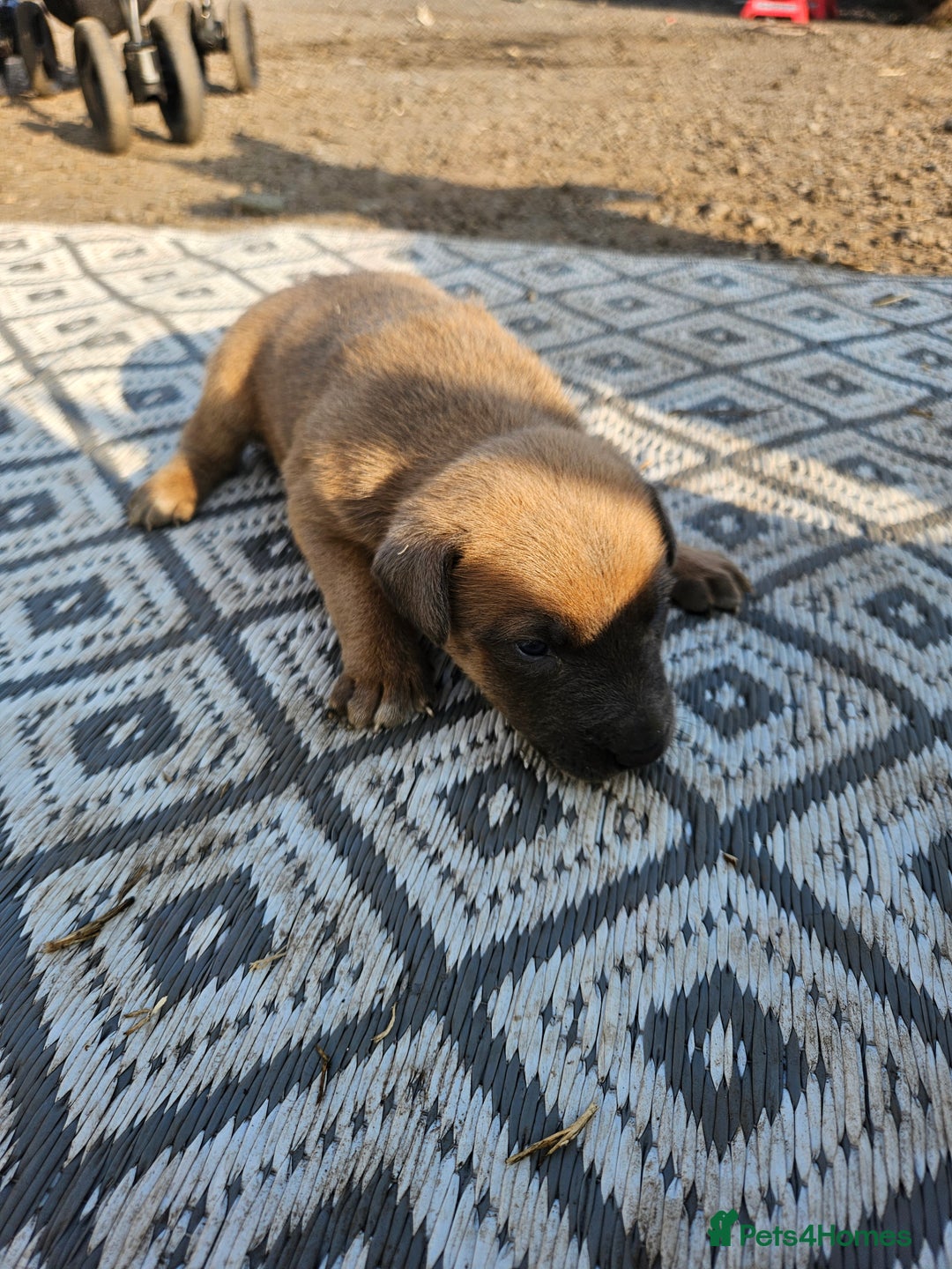 Mixed Breed dogs for sale: Belgian malinois/ border collie  - Image 10
