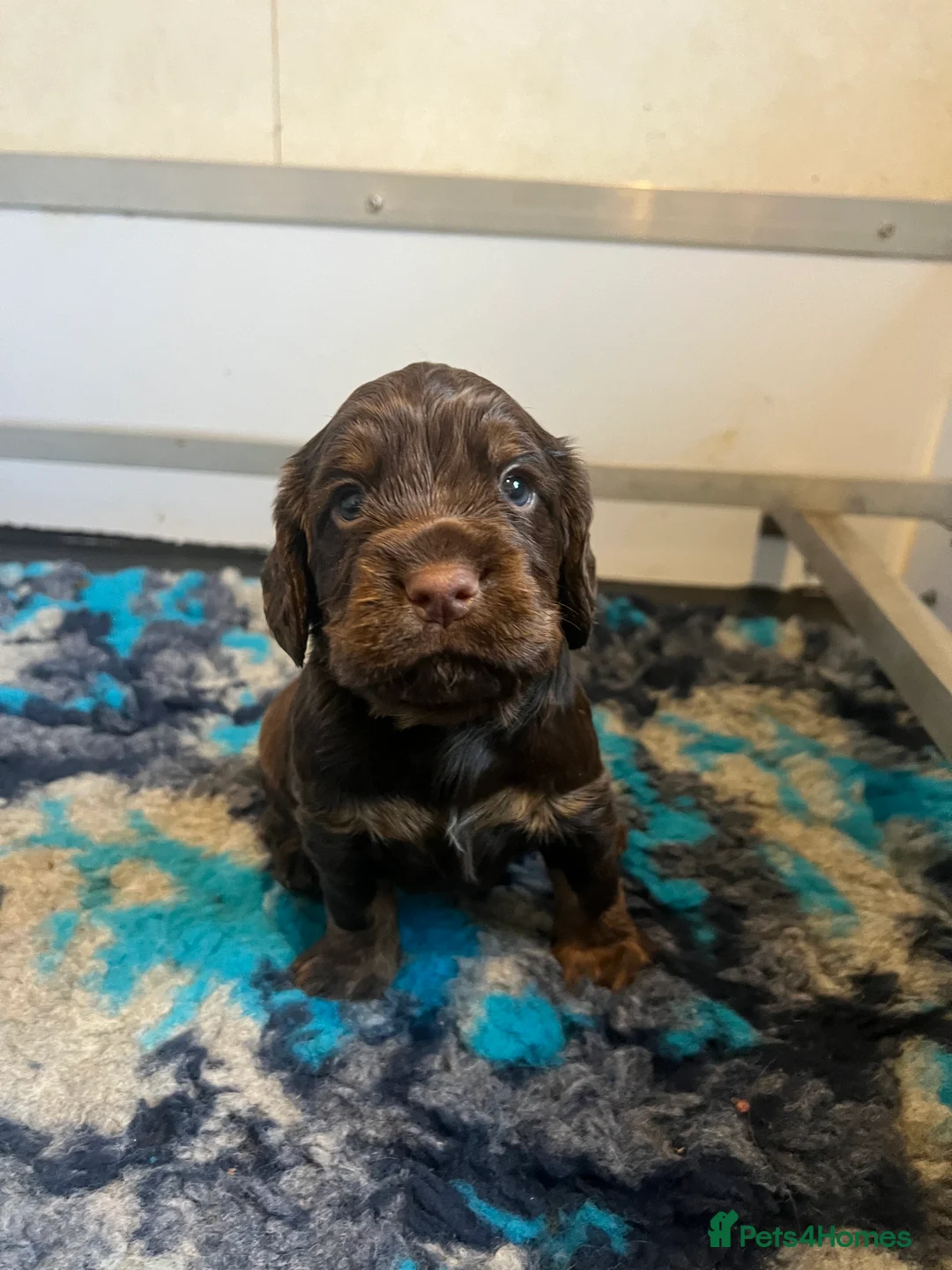 Cocker Spaniel dogs for sale: Fully health tested liver and tan cockers  - Advert 4