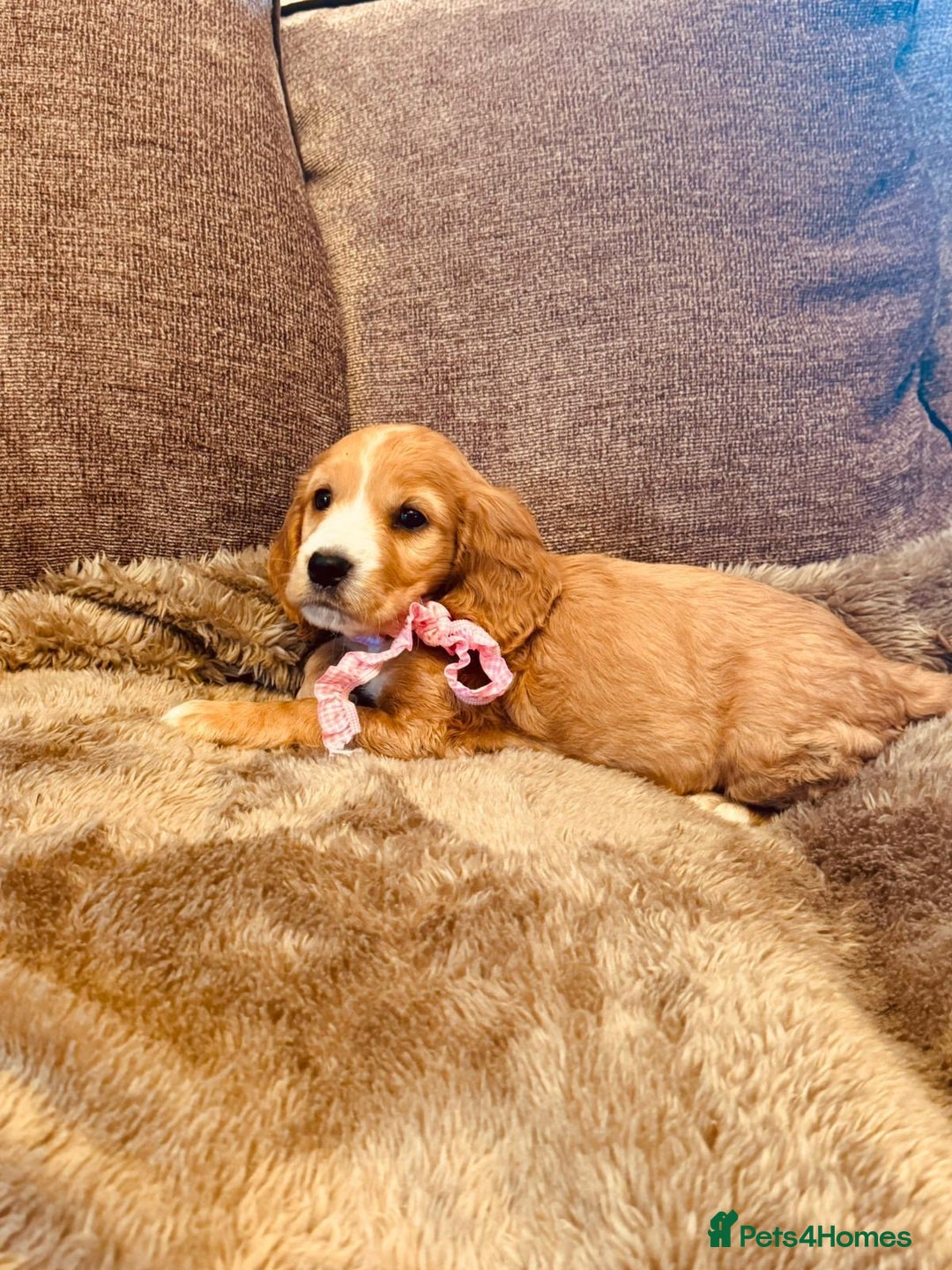 Cocker Spaniel dogs for sale: Stunning Litter of KC Reg Cocker Spaniel Puppies - Image 11