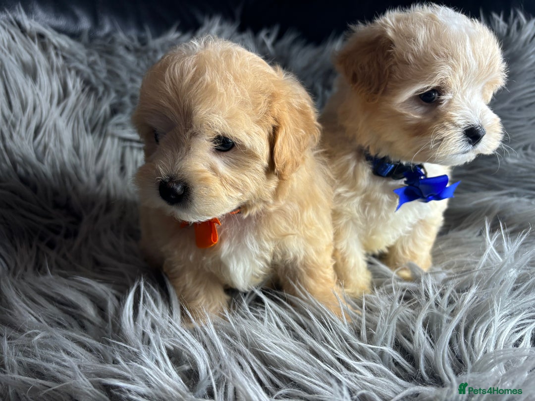 Maltipoo dogs for sale: TINY TOY F1 HEALTH TESTED MALTIPOO PUPS - Image 5