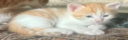 Mixed Breed cats for sale: Tabitha has had a joyful litter of 7 beauties! - Advert 25