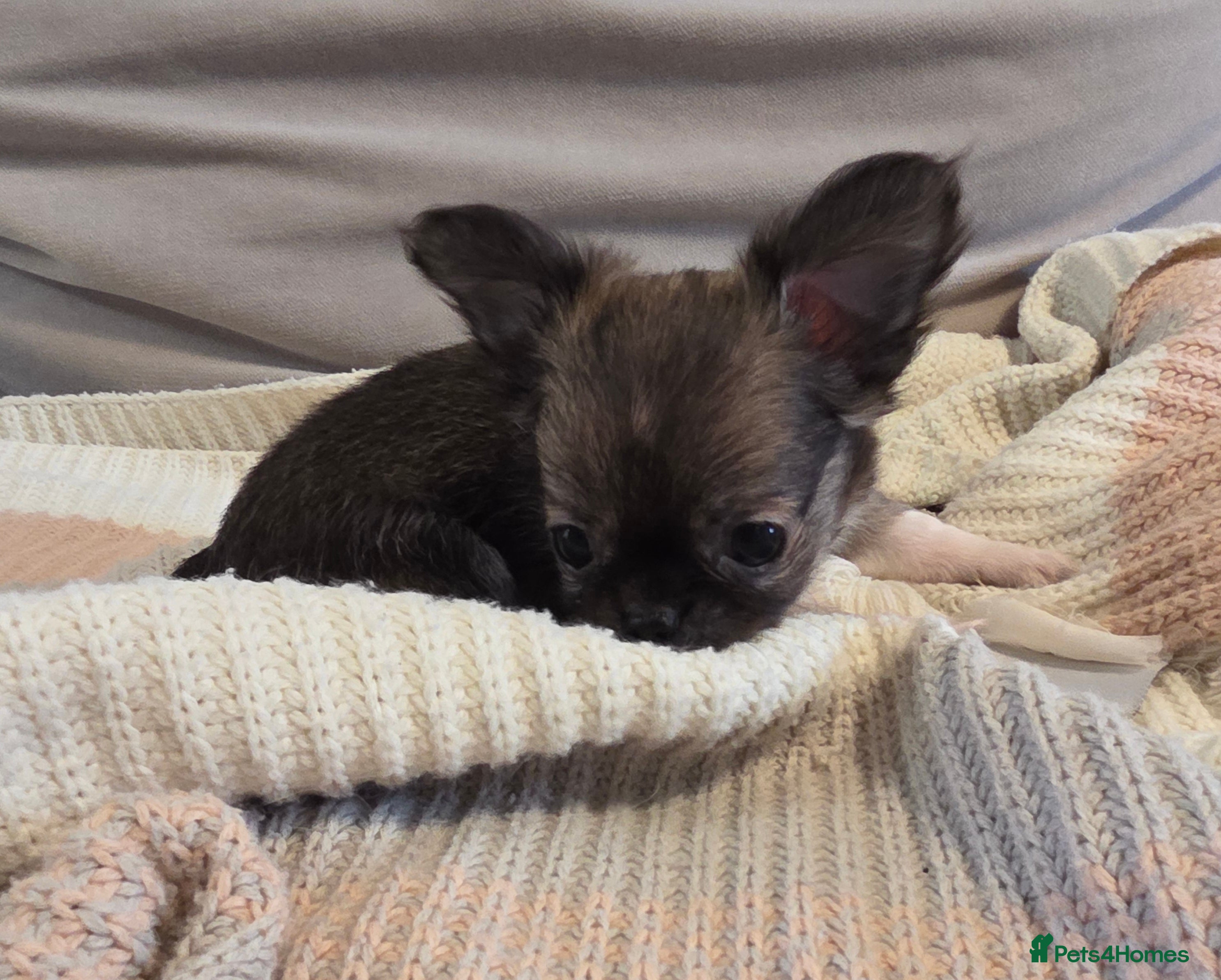 Chihuahua dogs Chihuahua puppies  - Advert 2