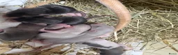 Rat rodents for sale: Rats  - Advert 4