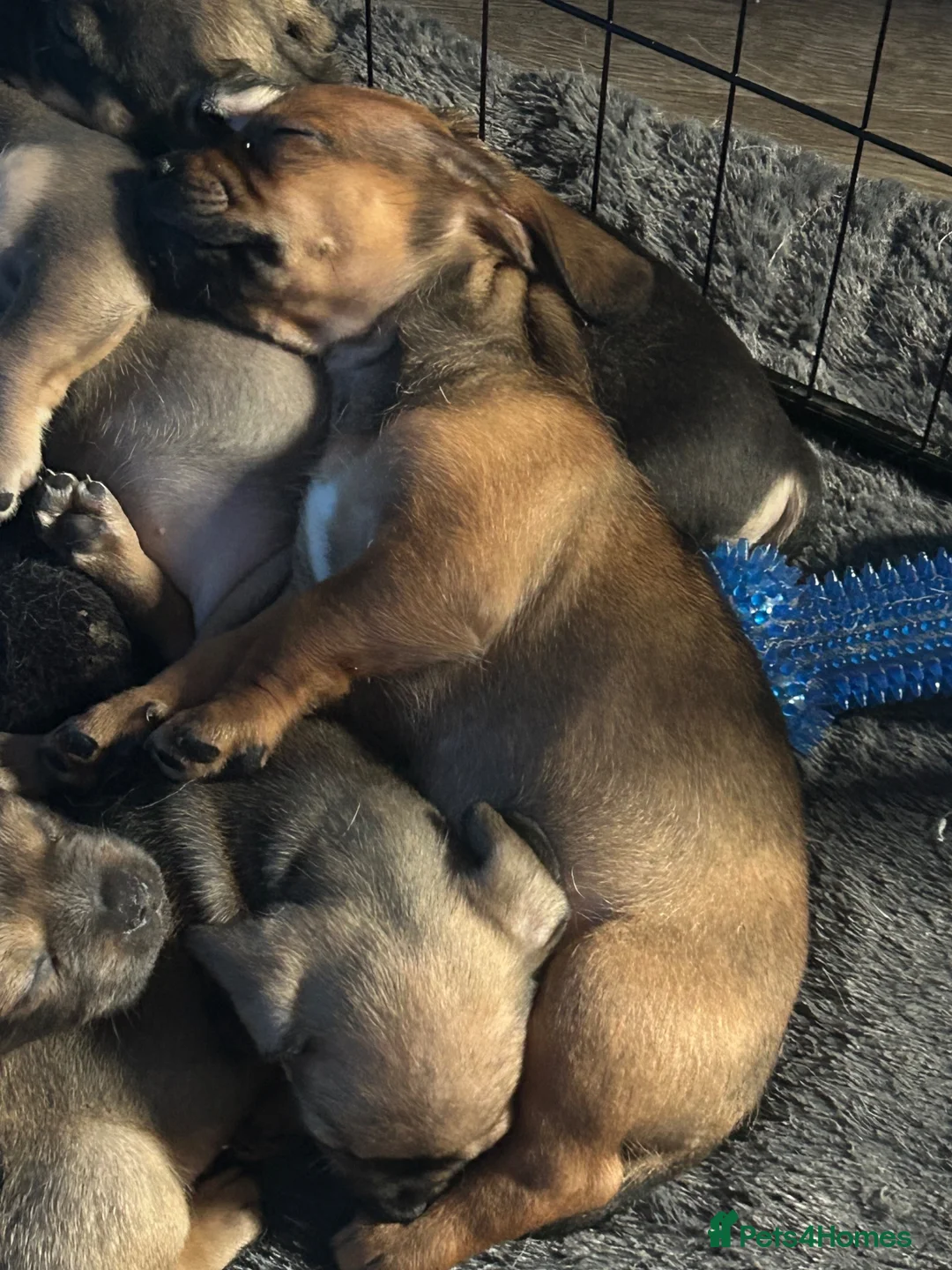 Mixed Breed dogs for sale: One boy remaining pug crossed dachshund  - Advert 2