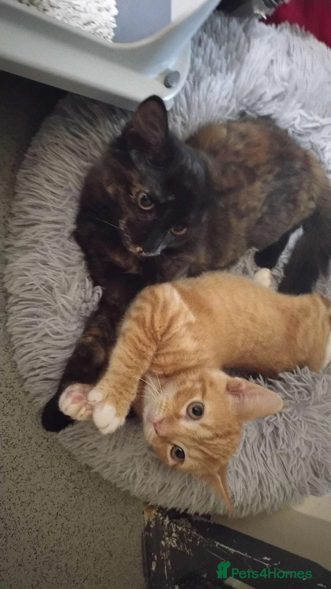 British Shorthair cats for sale: A adorable little orange baby named wotsit - Advert 4