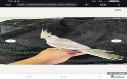Cockatiels birds for sale: Silly hand tamed baby cockatiels for sale  - Advert 2