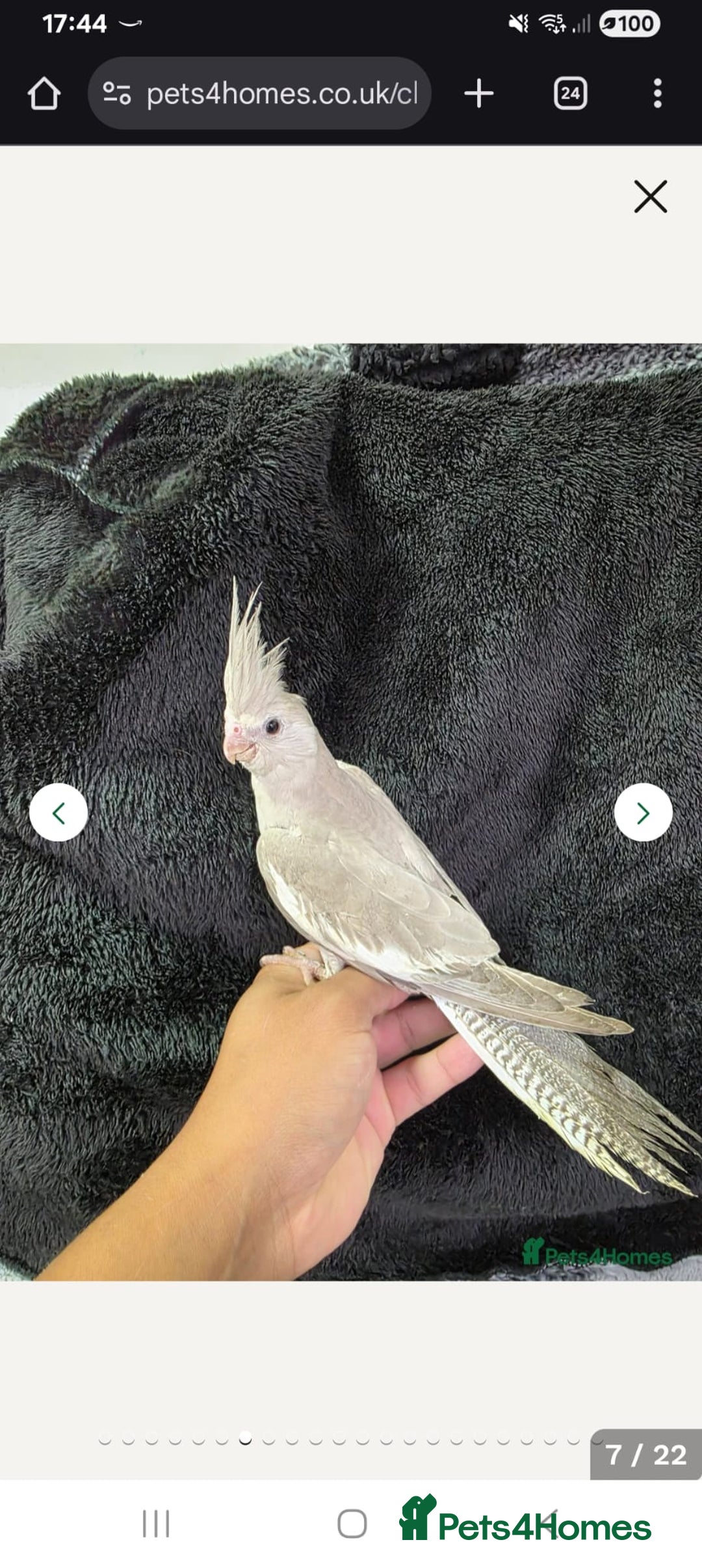 Cockatiels birds for sale: Silly hand tamed baby cockatiels for sale  - Advert 2
