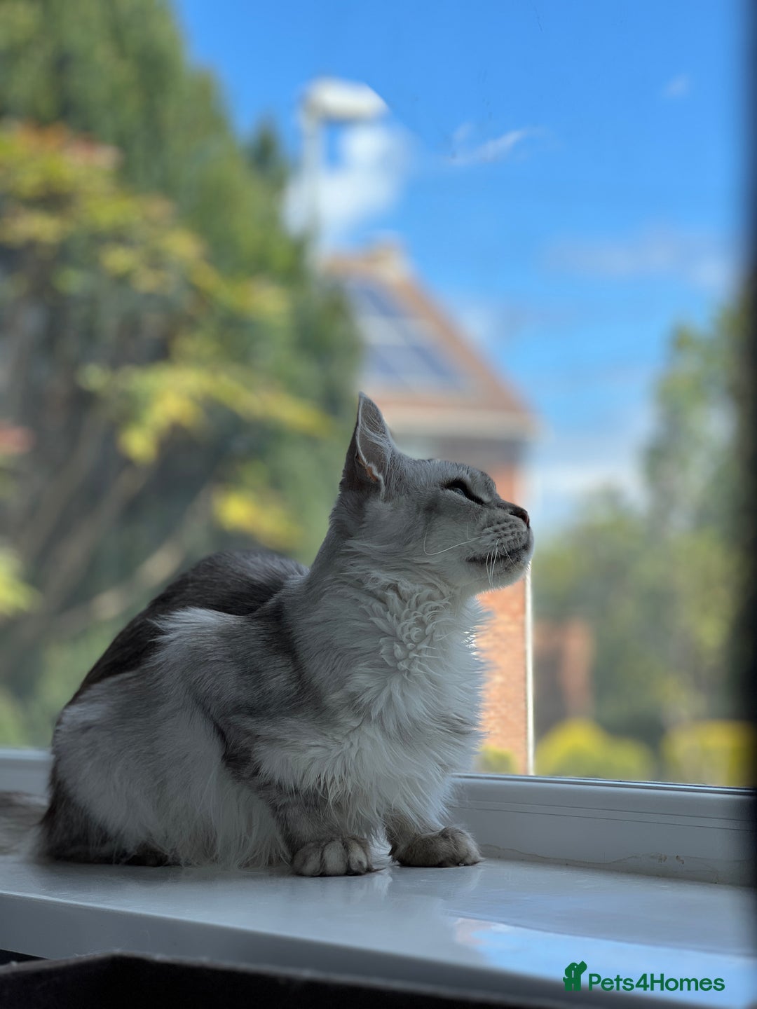 Maine Coon cats for sale: Registered russian pedigree silver maine coon girl - Advert 12