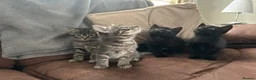Mixed Breed cats for sale: 2 male 2 female beautiful kittens - Advert 2