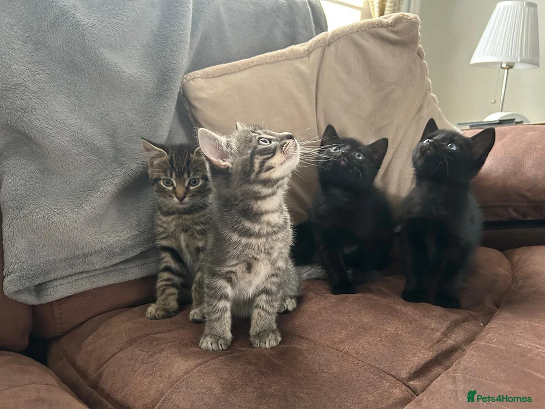 Mixed Breed cats for sale: 2 male 2 female beautiful kittens - Advert 2