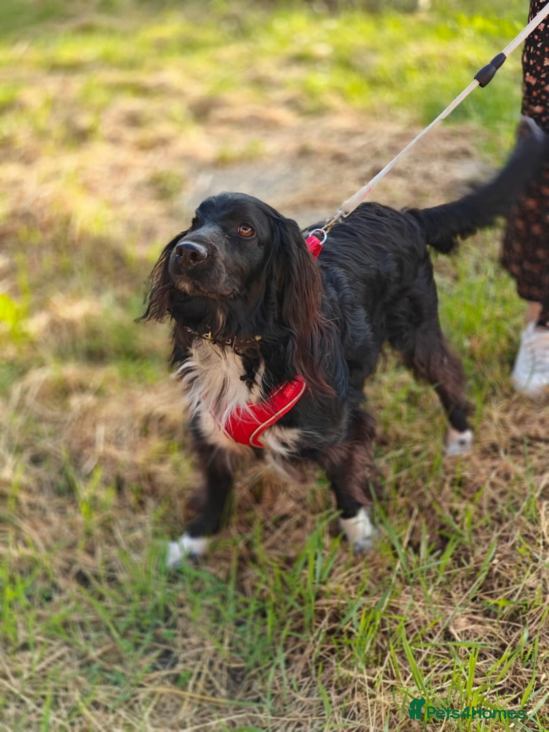 Cocker Spaniel dogs for adoption: 💖🐶 MIKA 🐶💖 - Image 6