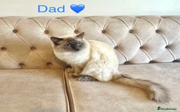 Ragdoll cats for sale: Purebred Blue Point Ragdoll Kittens 🐾 - Image 8