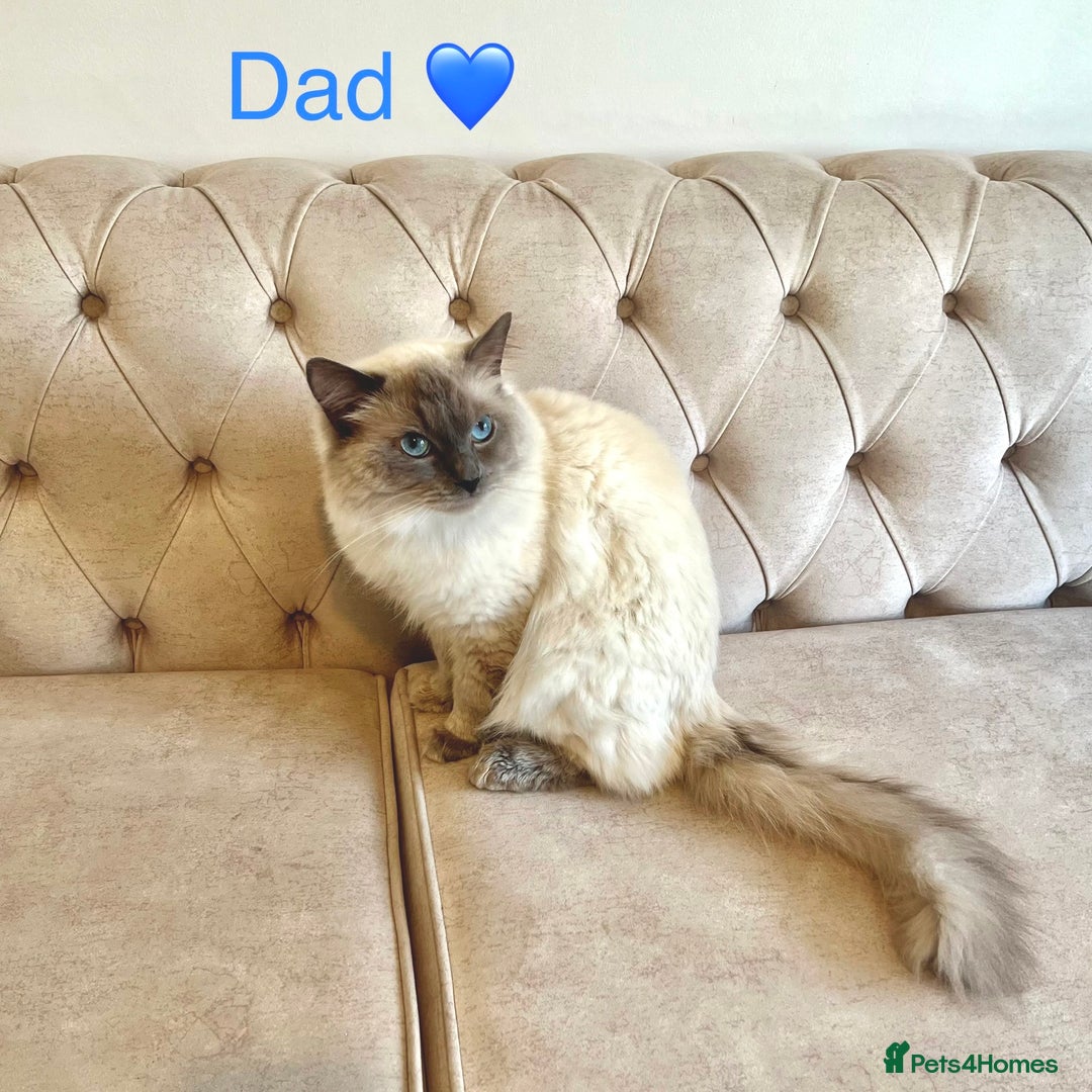 Ragdoll cats for sale: Purebred Blue Point Ragdoll Kittens 🐾 - Image 8