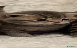 British Shorthair cats for sale: 🐾 Adorable British Shorthair Kittens for Sale 🐾 - Image 5