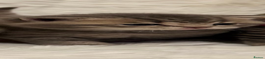 British Shorthair Kitten 4