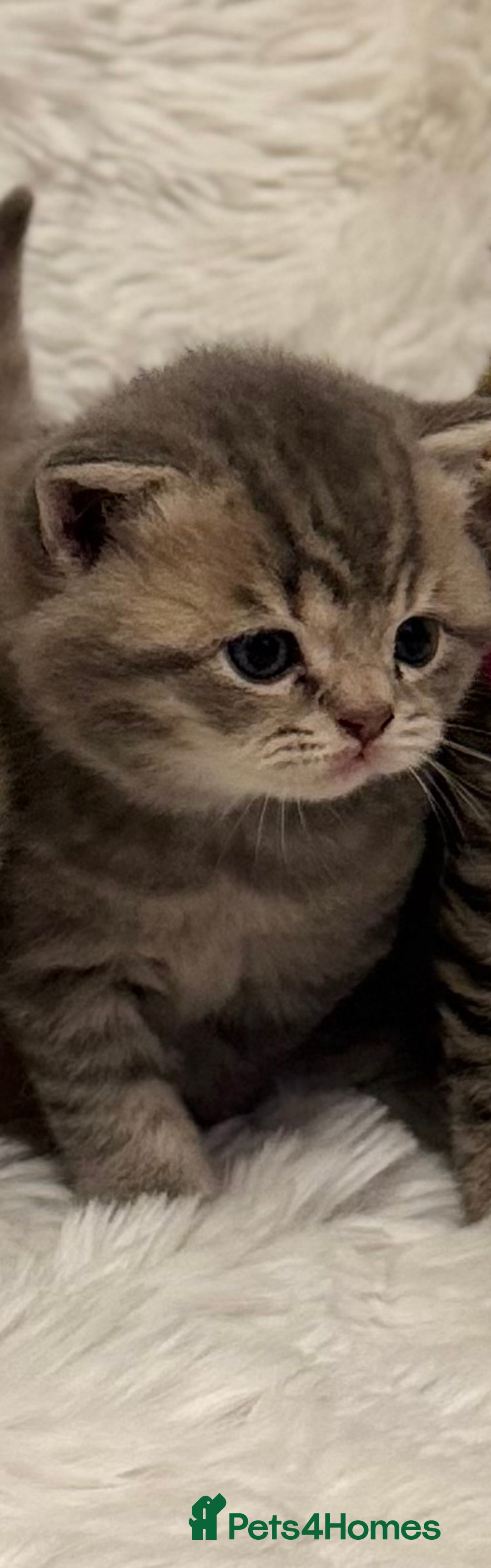 British Shorthair cats for sale: 🐾 Adorable British Shorthair Kittens for Sale 🐾 - Image 5