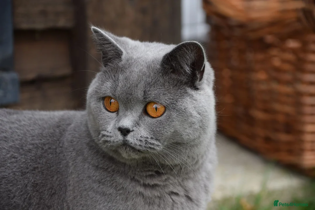 British Shorthair cats for sale: British Shorthair kittens, Ready! - Advert 11