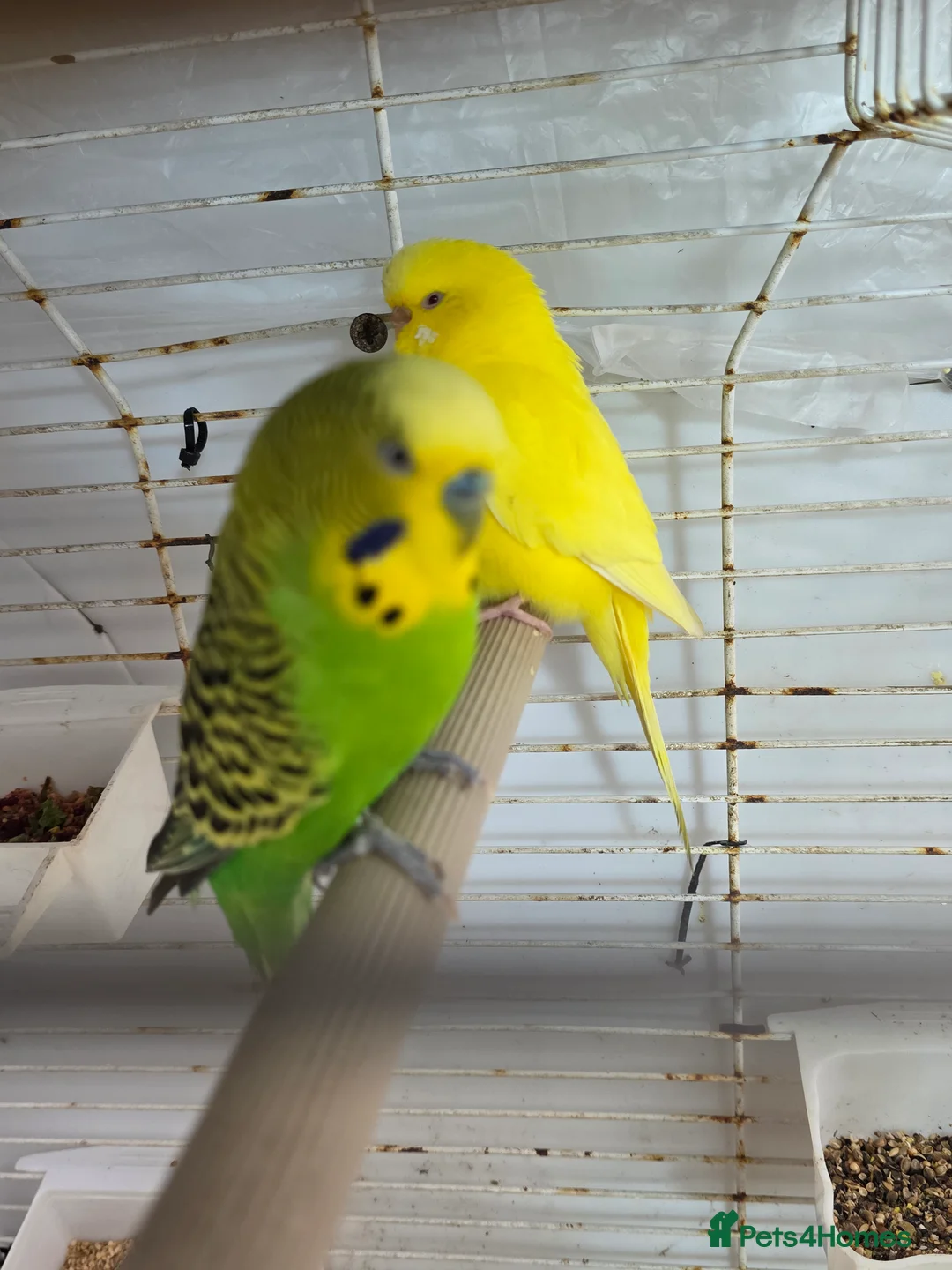 Budgerigars birds for sale: Budgies and guliden finch  - Advert 11