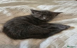Domestic Shorthair cats for sale: Kittens for sale  - Image 1
