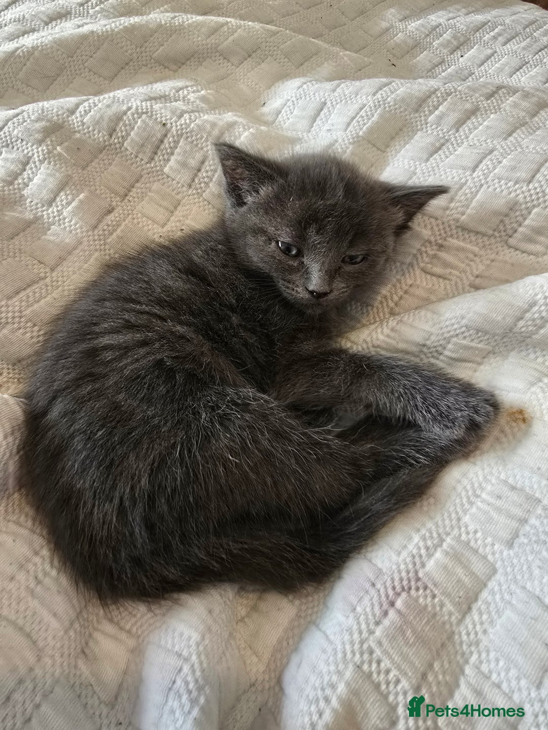 Domestic Shorthair cats for sale: Kittens for sale  - Image 1