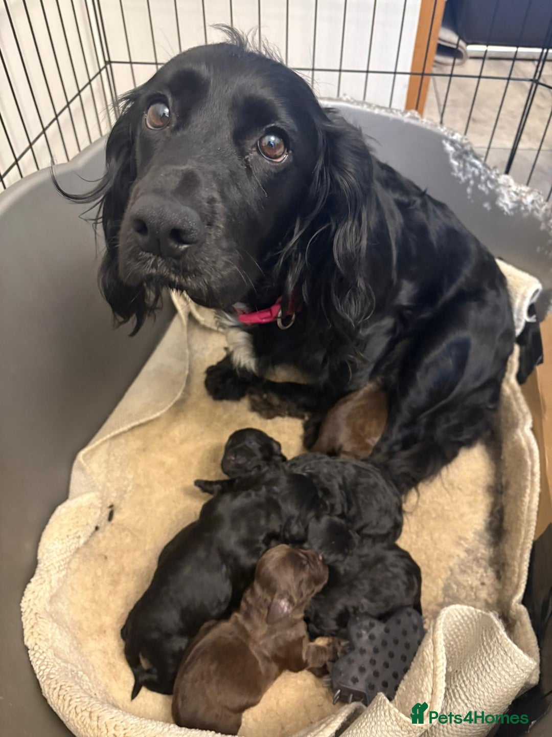 Cocker Spaniel dogs for sale: Cocker spaniel puppies - Advert 1