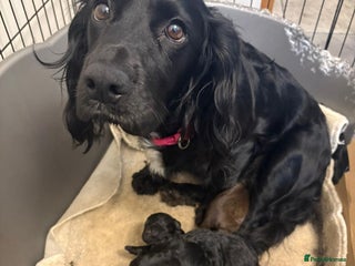 Cocker Spaniel dogs Cocker spaniel puppies - Advert 13