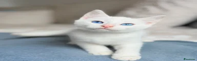 Turkish Angora 1