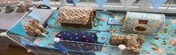 Guinea Pig rodents for sale: Male guinea pigs  in Doncaster - Advert 5