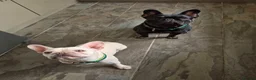 French Bulldog dogs for sale: French bulldog Puppies.  - Advert 24