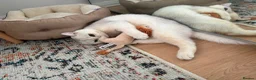 British Shorthair cats for sale: Mochi for re-home in Barnet - Advert 6