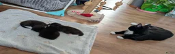Mixed Breed cats for sale: 2 male kittens available  - Advert 3
