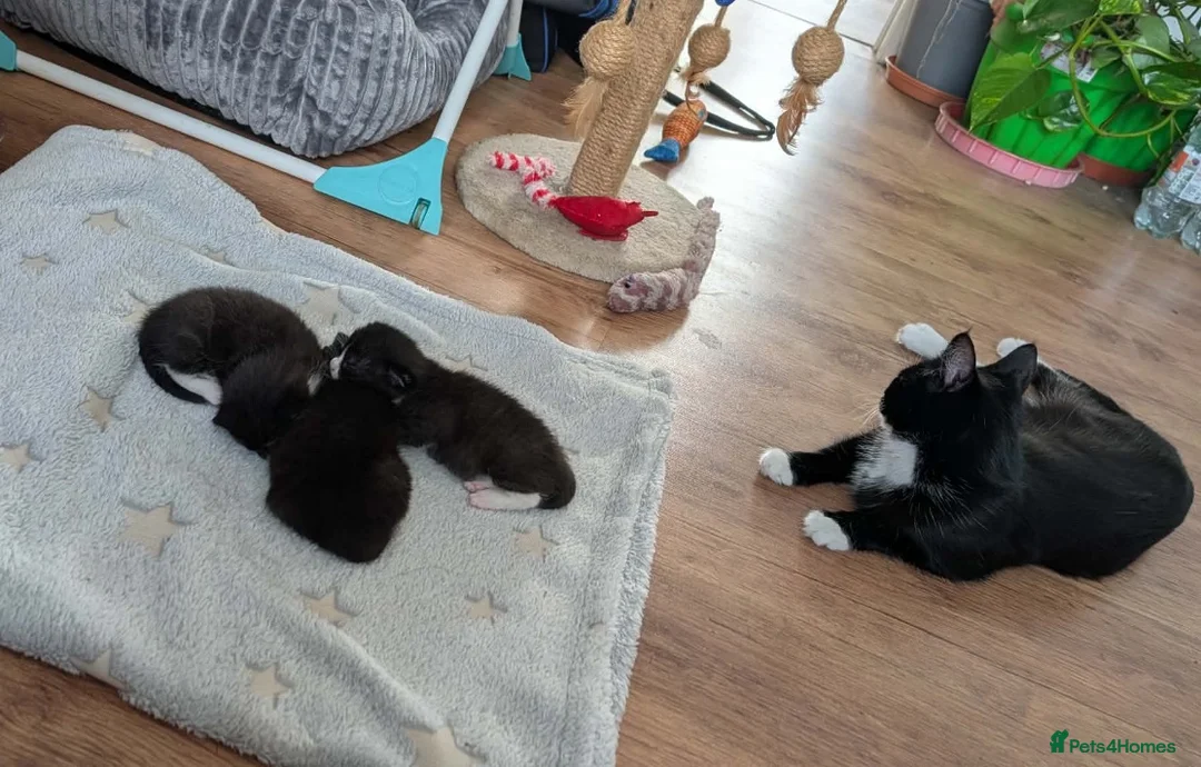 Mixed Breed cats for sale: 2 male kittens available  - Advert 3